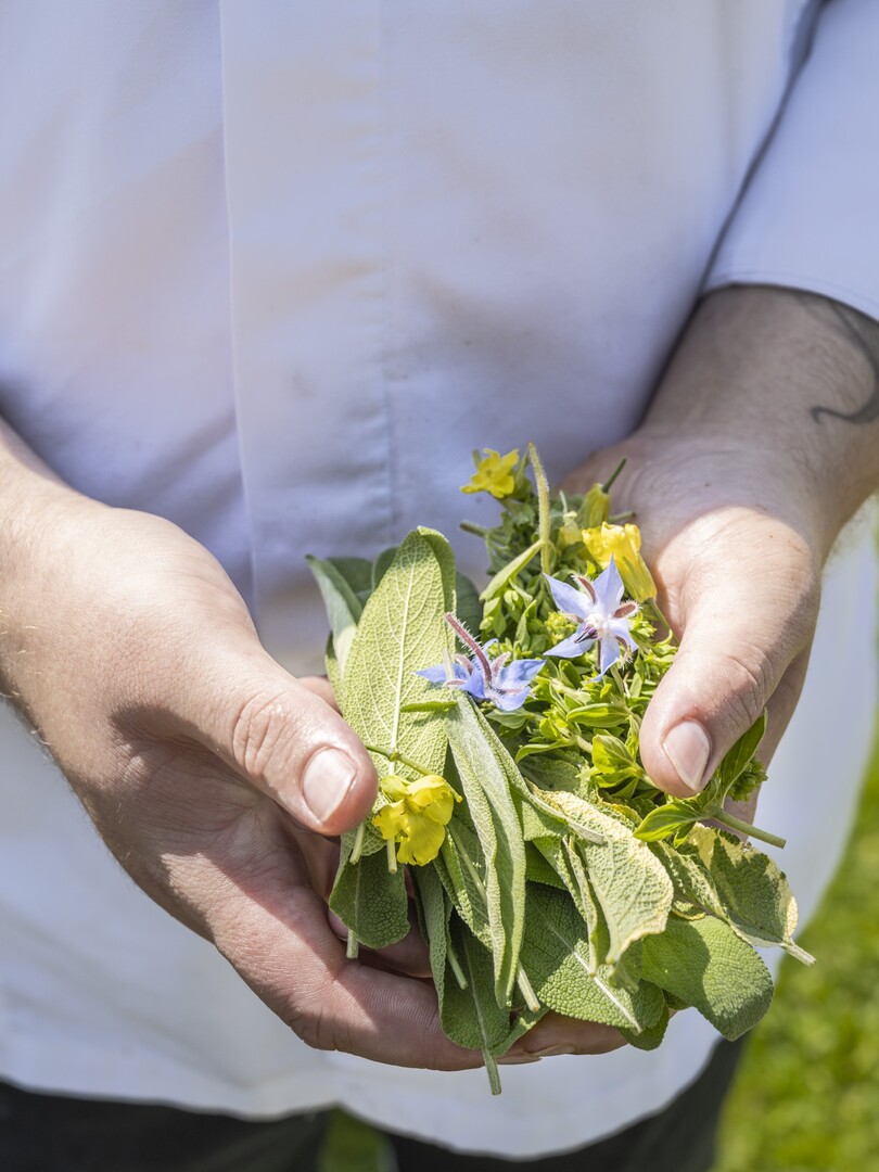 Freshly harvested herbs for Restaurant Pinus