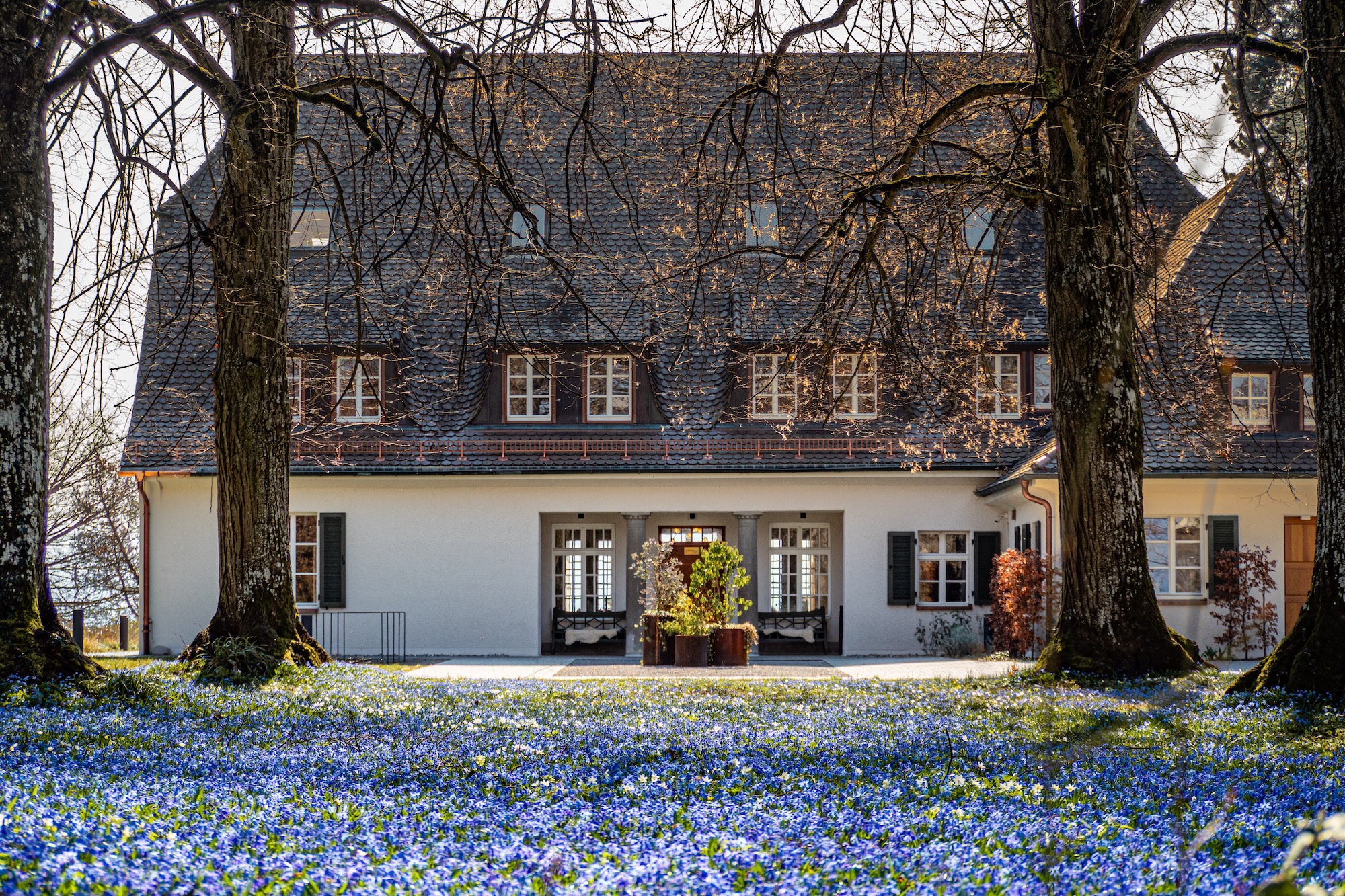Villa des Seegut Zeppelin im Frühling, davor eine Wiese voller blühender Blausterne unter alten Bäumen