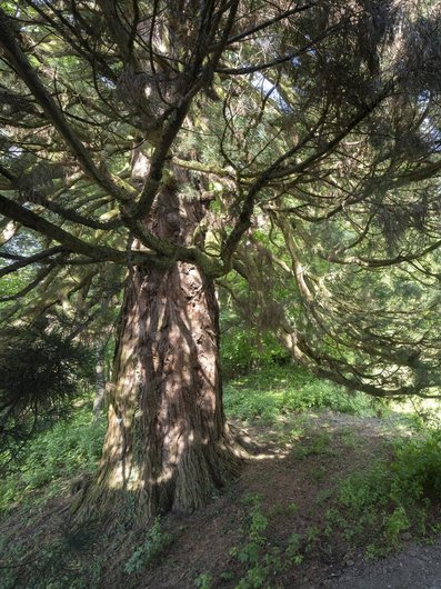 The impressive giant sequoia in the grounds of Seegut Zeppelin in Friedrichshafen