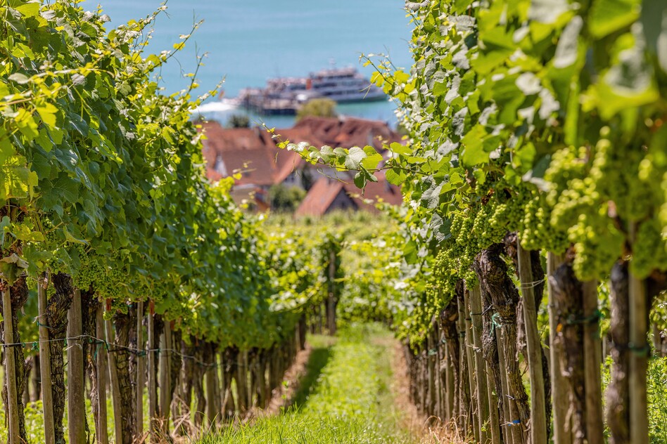 Weinberg mit Rebzeilen, im Hintergrund Stadt und Bodensee mit einem Schiff